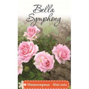 Роза Bella Symphony миниатюрная (саж. ЗКС)  коробка  Сербия "RI"